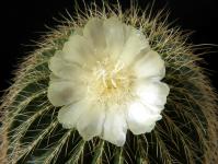 Thumbnail of 2080_Notocactus warasii_20170916_01(1).JPG